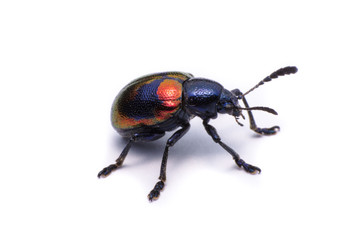 Blue Milkweed Beetle; Scientific Name Chrysochus pulcher Baly, isolated on white