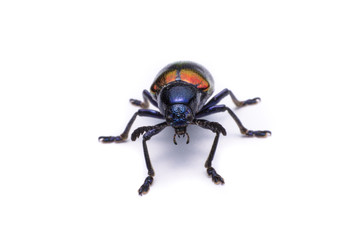 Blue Milkweed Beetle; Scientific Name Chrysochus pulcher Baly, isolated on white