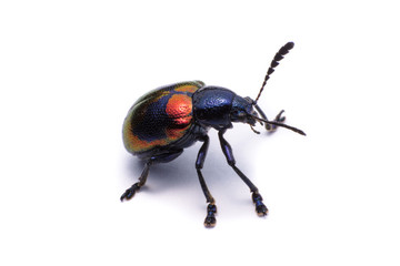 Blue Milkweed Beetle; Scientific Name Chrysochus pulcher Baly, isolated on white