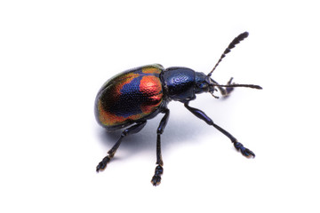 Blue Milkweed Beetle; Scientific Name Chrysochus pulcher Baly, isolated on white