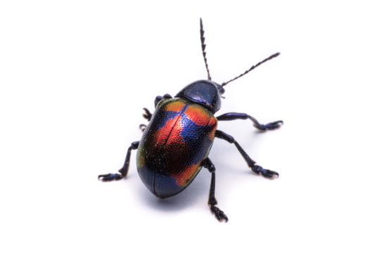 Blue Milkweed Beetle; Scientific Name Chrysochus pulcher Baly, isolated on white