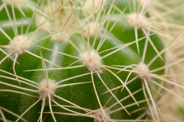 Cactus thorns. Macro cactus thorns. Close up