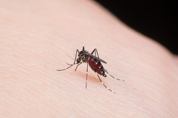 Close-up mosquito sucking blood