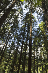 地獄谷山道の樹林