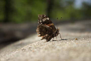 Schmetterling