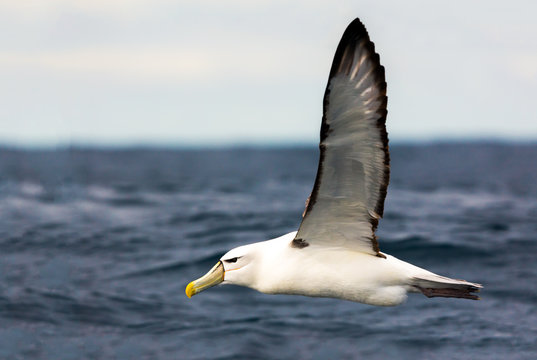 Shy Albatross