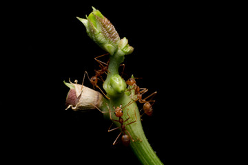 Macro shot of red ant in nature. Red ant is very small. Selective focus,