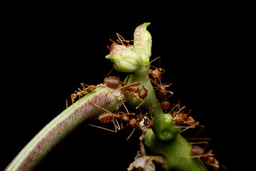 Macro shot of red ant in nature. Red ant is very small. Selective focus,