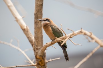 White-Fronted Bee-eater (Merops bullockoides)