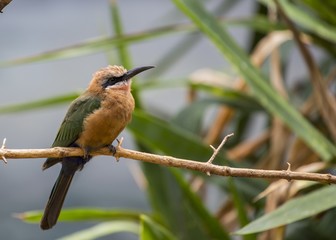 White-Fronted Bee-eater (Merops bullockoides)