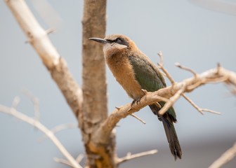 White-Fronted Bee-eater (Merops bullockoides)