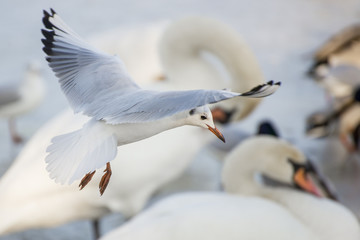 Seagulls on a frozen river