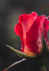 a red rose bud