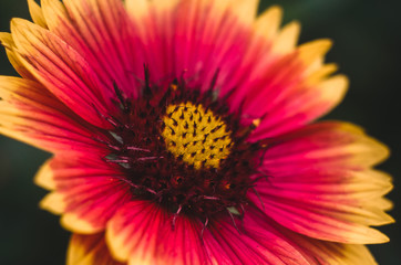 Yellow-red flower close-up, postcard