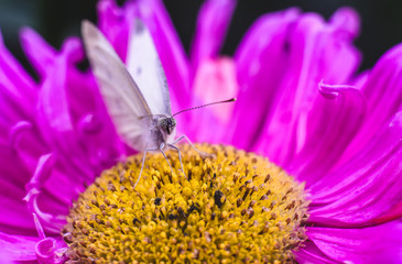 White butterfly on a lilac flower close-up