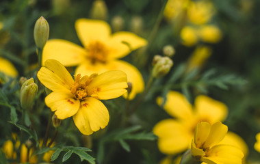Fototapeta premium Yellow flower close-up