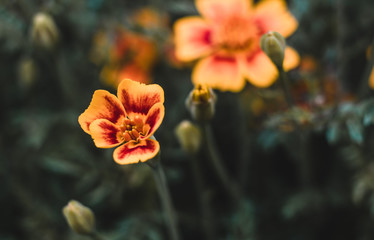 Yellow-red flower close-up, postcard