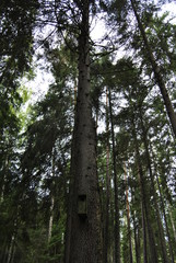 A Birdhouse on a tree in the background of an autumn forest. High trees view from below. Dark thick, tall gloomy forest