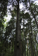 Fototapeta premium A Birdhouse on a tree in the background of an autumn forest. High trees view from below. Dark thick, tall gloomy forest
