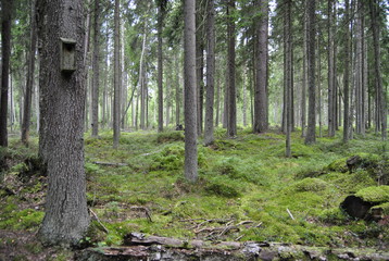 A Birdhouse on a tree in the background of an autumn forest. It is necessary to protect our nature