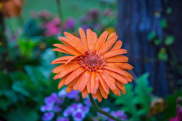 Orange mum flower in garden.