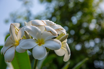 White Plumeria flower in the garden.