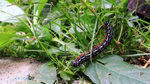 caterpillar worm striped  Walking on flooring Looking for food. VDO 4K