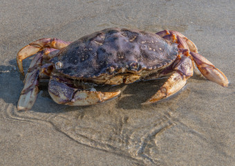 Large Crab in Shallow Water