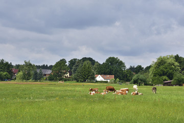 Kuhherde in der Oberlausitz
