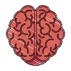 Brain icon Human organ mind and science theme Isolated design Vector illustration