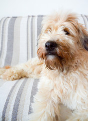 A dog resting on the couch alone