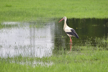 Weißstorch bei der Futtersuche