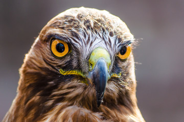 The eagles look looks at the photographer