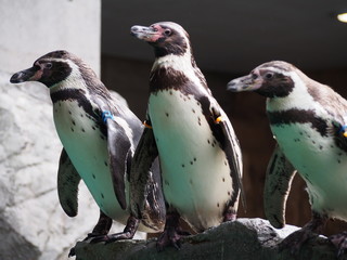 Fototapeta premium ３匹のフンボルトペンギン.JPG