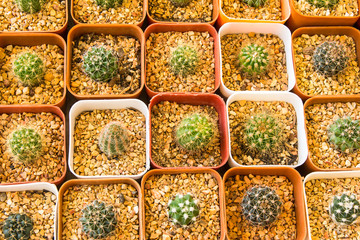 cactus in pot
