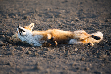 Wounded red fox