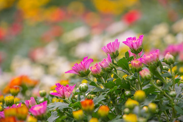 Colorful mum flowers in the garden.