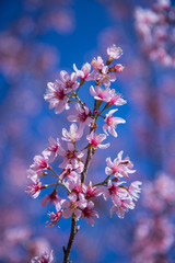 Pink flower and blue sky background.