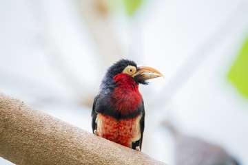 Bearded Barbet (Lybius dubius)