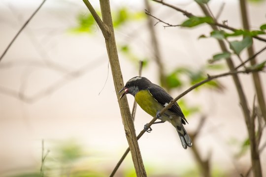 Bananaquit (Coereba flaveola)