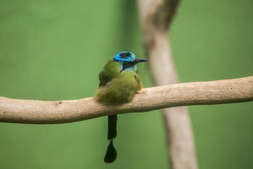 Blue-crowned Motmot (Momotus coeruliceps)