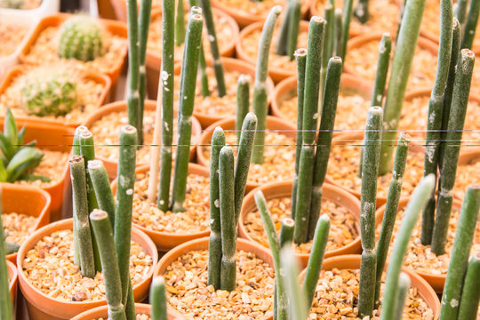 Euphorbia in pot