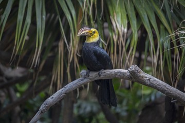 Sulawesi hornbill (Rhabdotorrhinus exarhatus)
