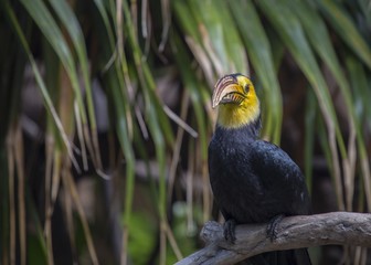Sulawesi hornbill (Rhabdotorrhinus exarhatus)