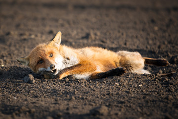 Wounded red fox
