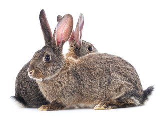 Two rabbits.