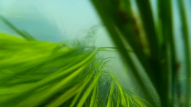 fast-flowing mountain stream videos under water