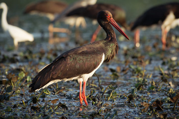 Black Storks feeding in water