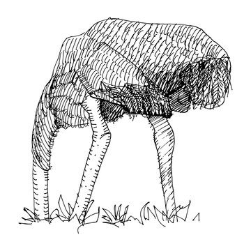 Ostrich with head in the sand