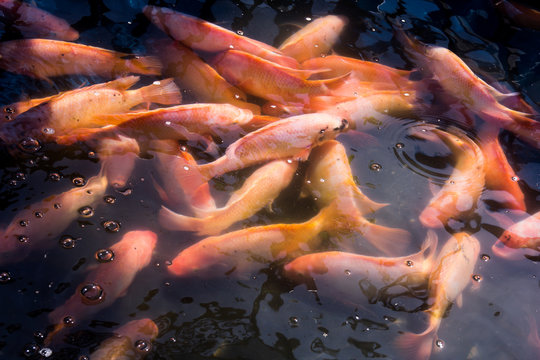 Red ruby fish in the farm